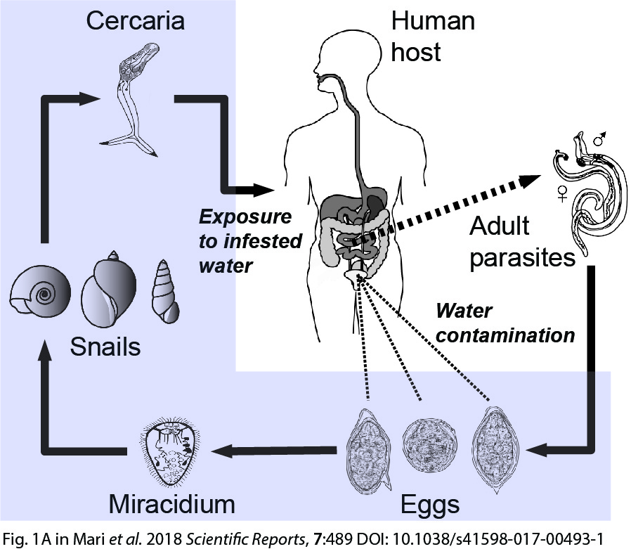 Schistosoma life cycle